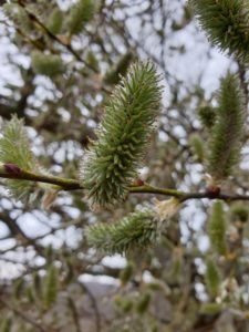 Saule Marsault