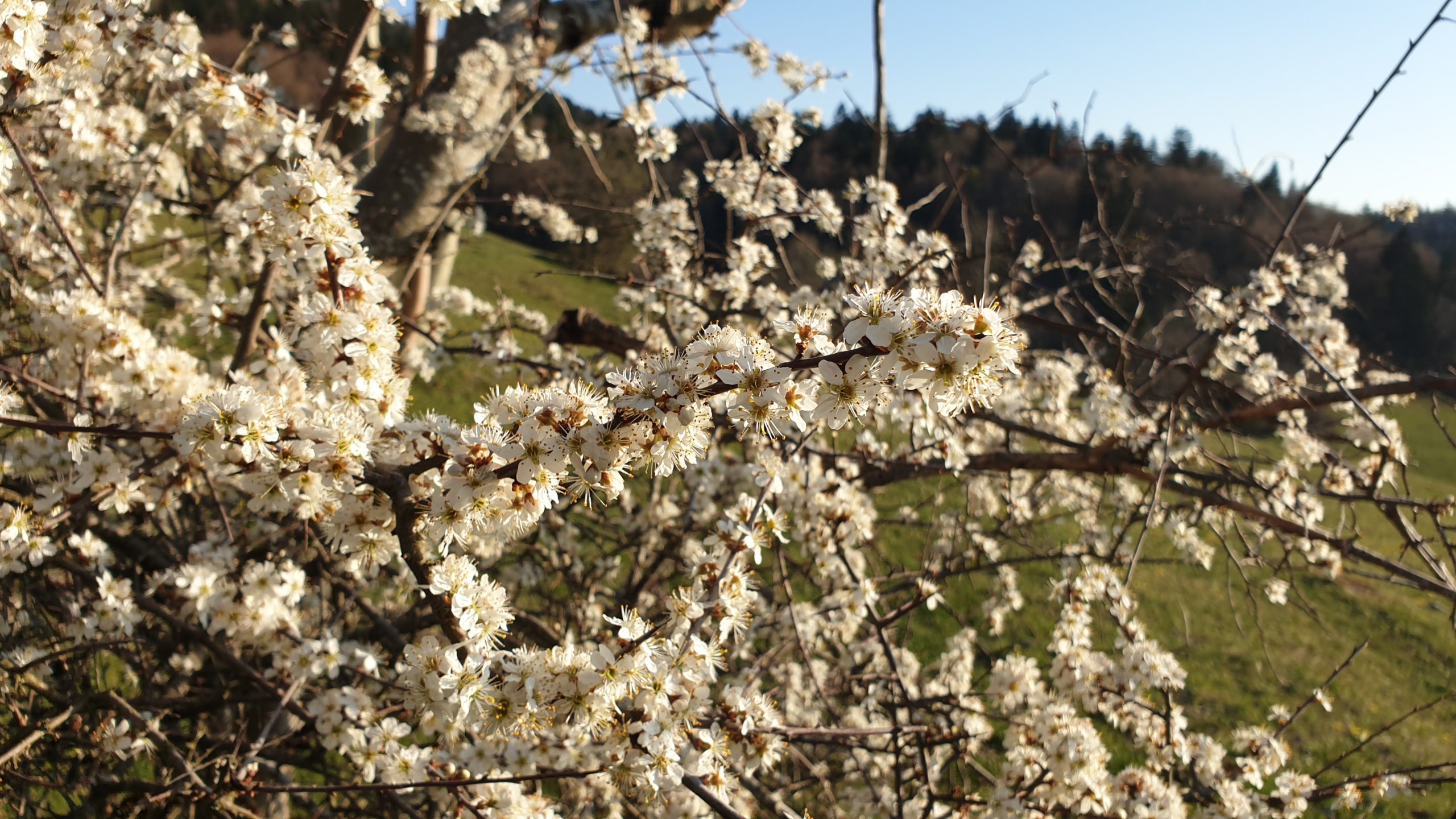 Floraison pruneliers